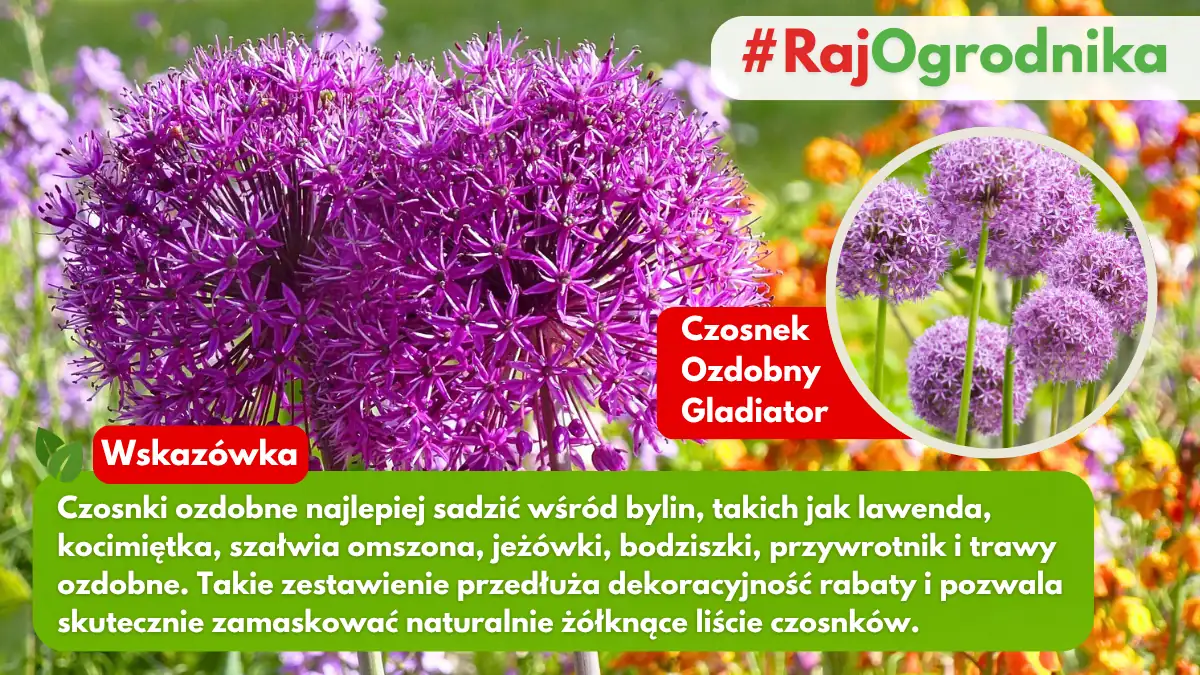 Wśród jakich roślin najlepiej sadzić czosnki ozdobne blog sklep rajogrodnika